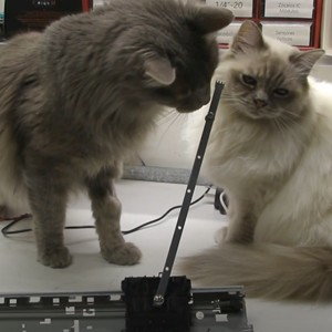 Random Pendulum for Cats